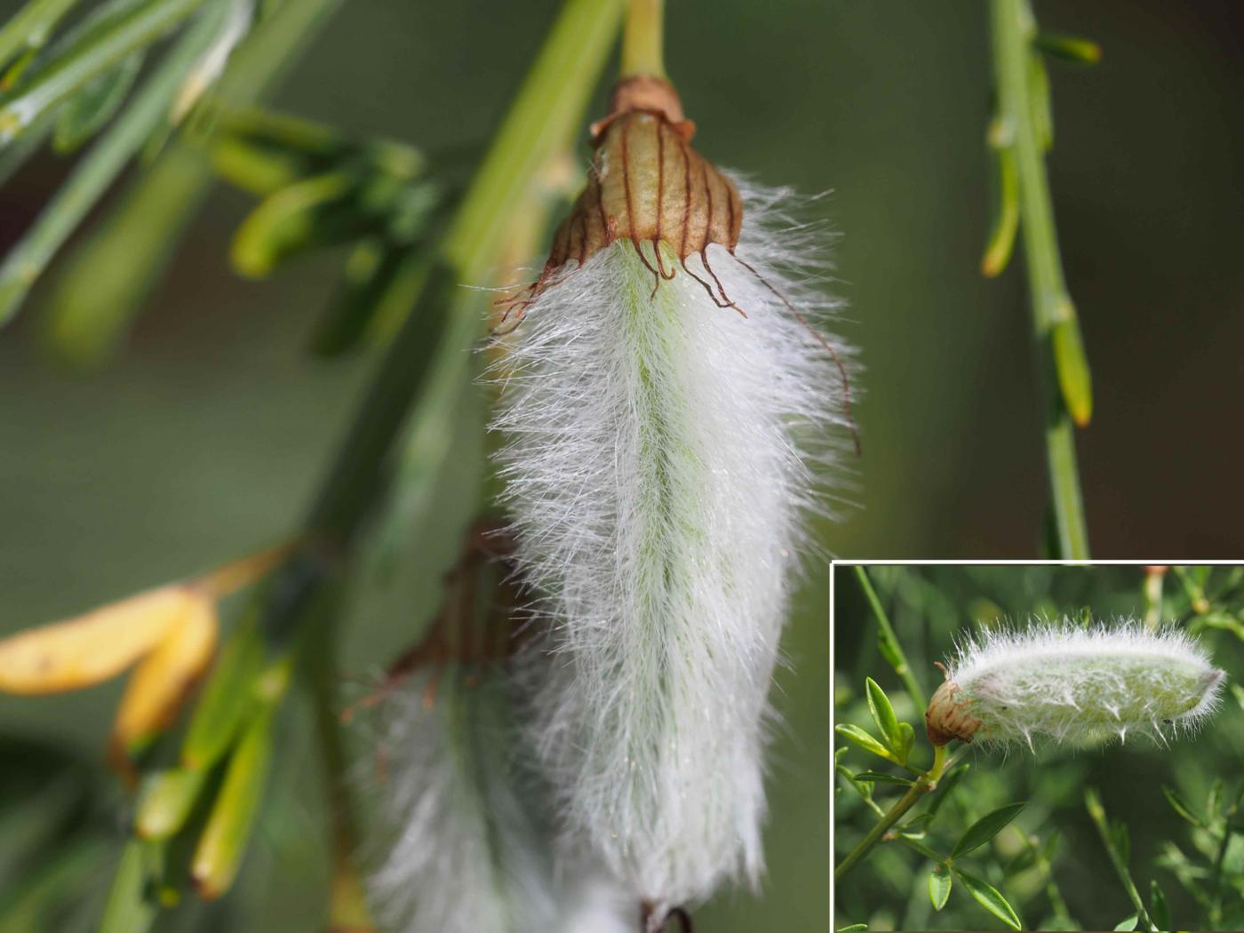 Broom, Portugese fruit